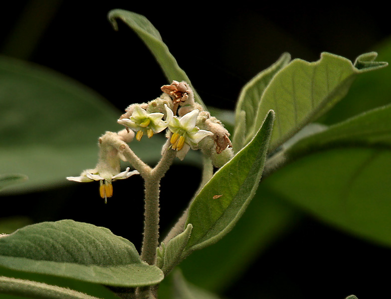 Solanum erianthum